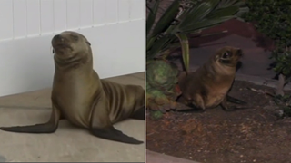 Adorable Sea Lion Pups Wander on Shore, Kind of Hate It